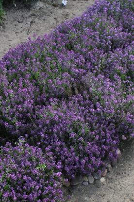 Picture of Alyssum - Oriental Nights